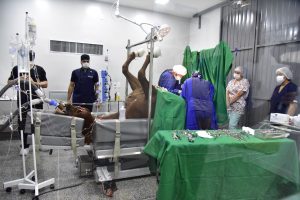 Hospital Veterinário da Faculdade UNIGUAÇU realiza primeira cirurgia em animais de grande porte