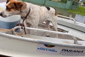 Mais 200 animais foram resgatados pelo IAT durante enchentes