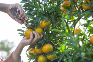 Onda de calor preocupa produtores de frutas cítricas