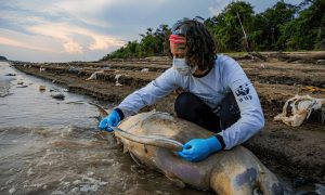 39°C na água: Onda de calor pode ter causado mortalidade de peixes no Amazonas