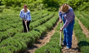 Comissão aprova direito à seguridade especial de mulher do campo identificada como dona de casa