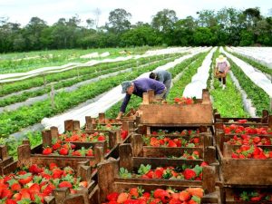 Agricultura que emociona: a produção de alimentos orgânicos em SC