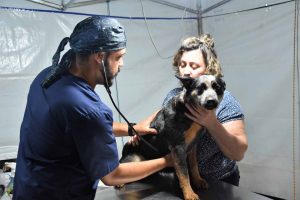 Paraná vai investir quase R$ 8 milhões em castração de pets