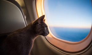Ministério da Agricultura facilita ingresso de cães e gatos de cidadãos repatriados e refugiados