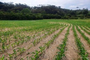 Dia do Plantio Direto celebra técnica revolucionária para o agro