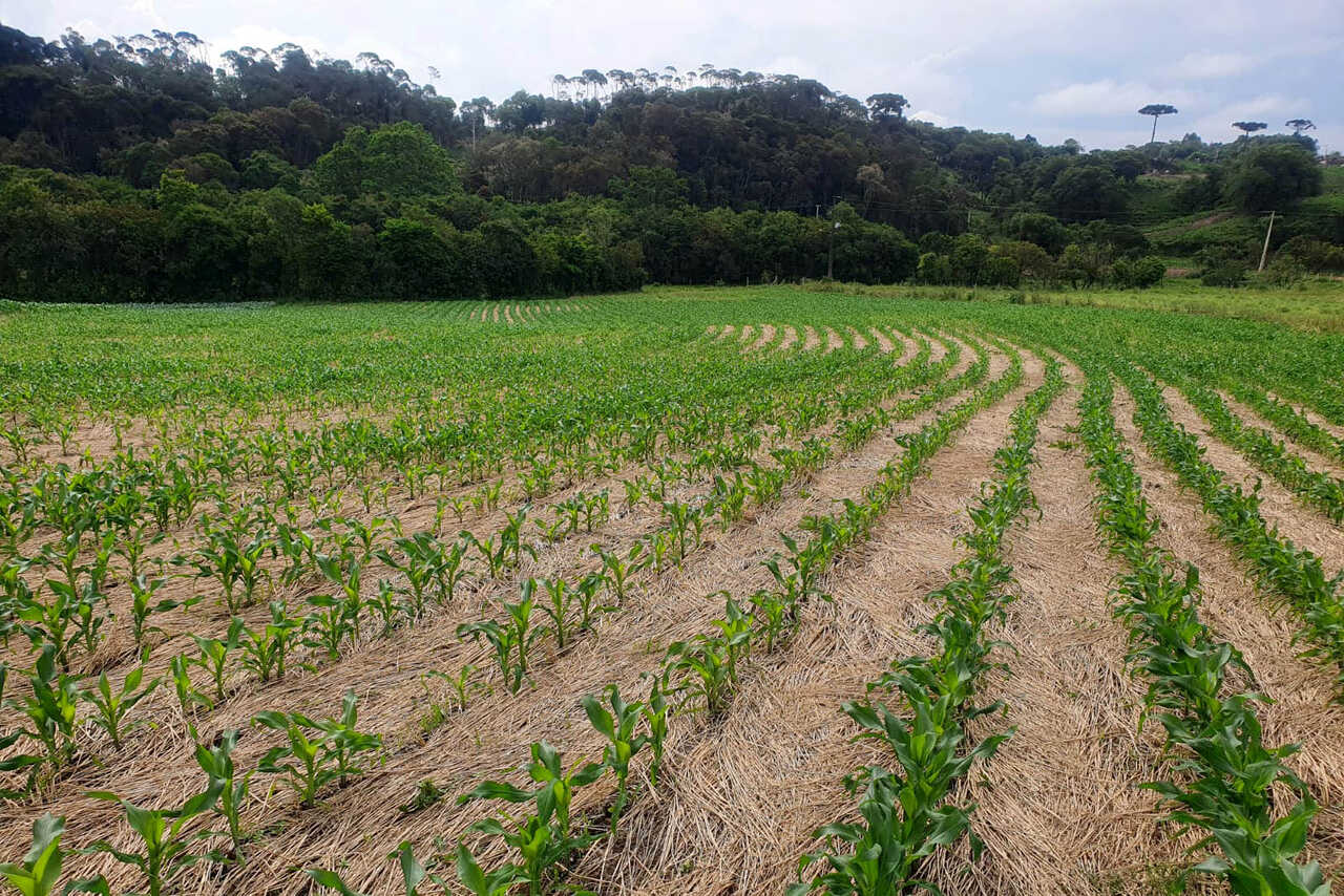 Dia Do Plantio Direto Celebra Técnica Revolucionária Para O Agro 1274