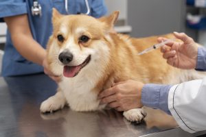 Foz do Iguaçu reforça campanha de vacinação contra a raiva em cães e gatos