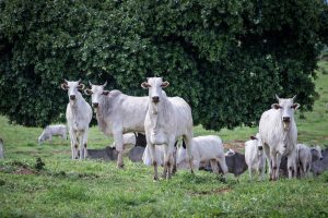 Atenção pecuaristas: prazo para atualização de rebanho está acabando no MT