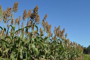 Produção mineira de sorgo cresce 84% e deve atingir 1,2 milhão de toneladas