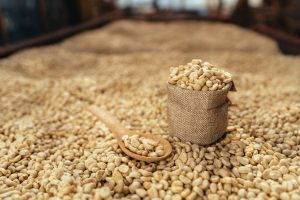 Resultado impressionante: cooperativa de cafeicultores bate recorde em exportação