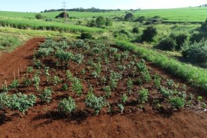 Técnica inovadora vai acelerar desenvolvimento florestal em área verde foco de queimadas