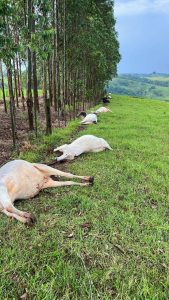 Raio mata dez vacas em propriedade do Paraná