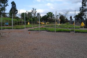 IAT reabre viveiro florestal de Cascavel após recuperar danos causados por tornado