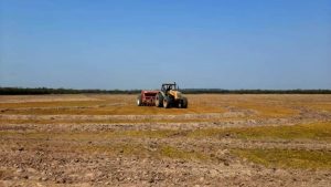 Plantio de arroz já ultrapassa os 70% no Rio Grande do Sul