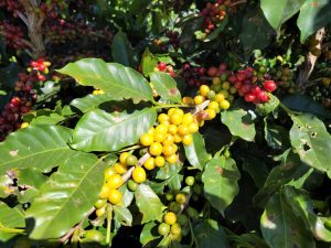 Parceria irá desenvolver novos biofertilizantes para a cultura do café
