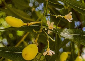 Extratos vegetais podem inibir vírus que causa doença grave em caprinos