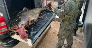 É proibido! Homens são presos por pesca ilegal, um dos peixes pesava 68 kg