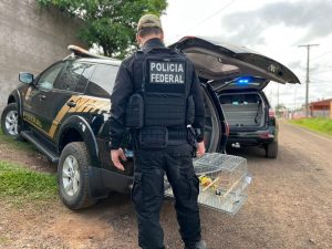 Operação combate tráfico de pássaros exóticos