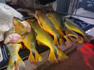 Homem pesca 35 kg de Dourado, é preso e recebe R$ 28 mil em multa