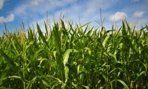 Em dez meses, exportações do agronegócio brasileiro atingiram mais de US$ 13 bilhões