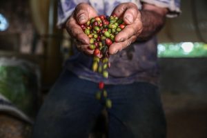 Produção de café no Mato Grosso aumenta 102% em quatro anos