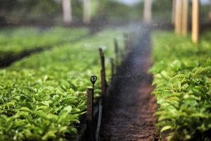 MT fomenta produção de café por agricultores familiares