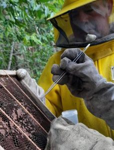 Registro de doença em abelhas alerta produtores