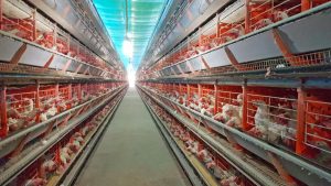 Estratégia de nutrição de aves evita descarte de ovos
