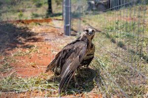 Ameaçada de extinção, águia-cinzenta é resgatada no MT