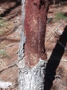Pinus canibal é descoberto no PR