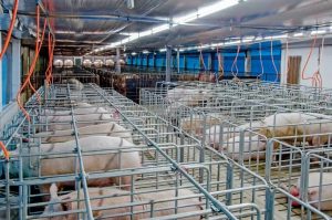 Sucesso da inseminação em suínos depende da qualidade do material genético