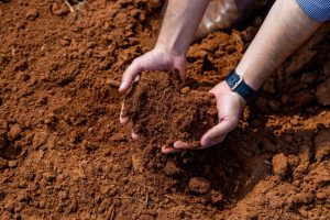 Produtos biológicos são extremamente eficazes no combate a pragas das lavouras