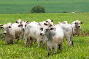 Projeto autoriza utilização de animais como garantia de empréstimos e financiamentos