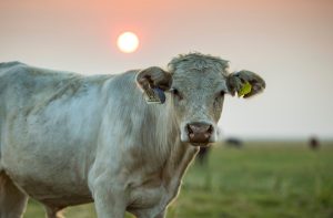 Pecuária: altas temperaturas aumentam risco de estresse térmico dos animais