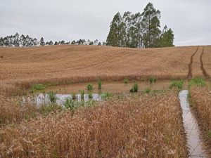 Agro de Santa Catarina acumula prejuízos de R$ 4 bilhões