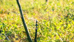 Kits de irrigação ajudam agricultores familiares com colheita farta durante todo o ano
