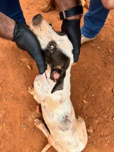 Mulher é presa por maus-tratos a animais; cães estavam infestados de carrapatos