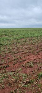 Lavouras são devastadas por conta das chuvas no Paraná
