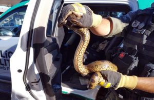 Sucuri é encontrada dentro de carro no PR