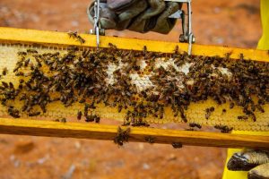 Doações de caixas de abelha ajudam produtores que estão começando na apicultura