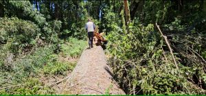 Araucária gigante de 750 anos que caiu por causa das chuvas será clonada pela Embrapa
