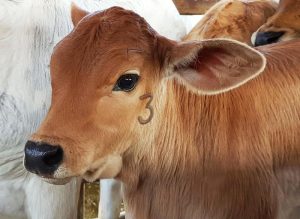 Pecuaristas têm até o dia 30 de novembro para vacinar bovinos contra a Brucelose