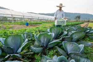 Santa Catarina incentiva desenvolvimento de pesquisas agrícolas e pecuárias