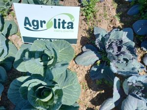 Nutrição do solo reflete em menos desperdício de frutas e verduras