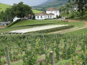 Vinícola experimental passa por modernização em MG