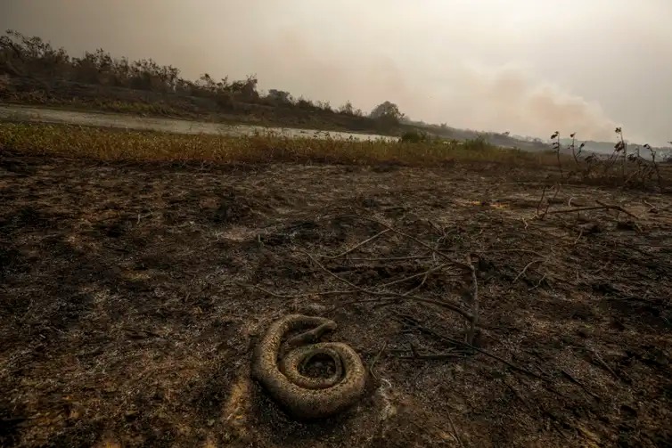 Incêndio pantanal - Agência Brasil