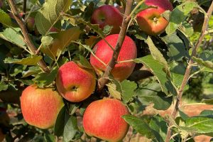 Produtores de São Jerônimo da Serra dão início à colheita de maçãs
