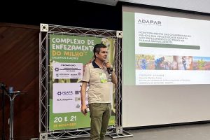 Cuidado com a cigarrinha: Estado orienta produtores sobre riscos do enfezamento do milho