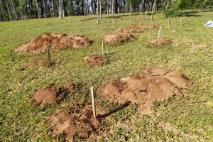IDR-Paraná intensifica capacitação dos produtores para enfrentar formiga cortadeira