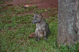 Recinto no Pantanal recebe nova moradora